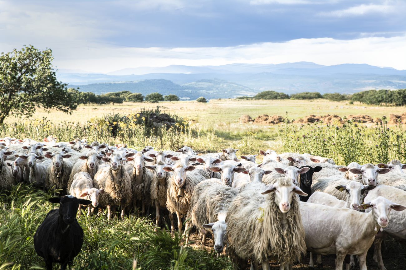 Sostenibilità: cosa si intende e come si applica nell’agricoltura?