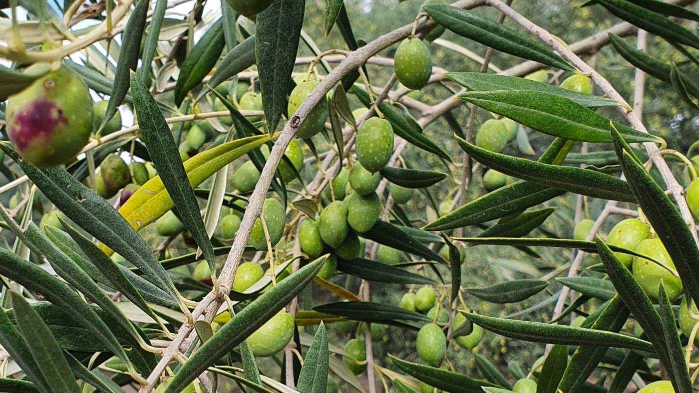 È arrivato il momento dell’olio, del formaggio… e delle confezioni regalo!
