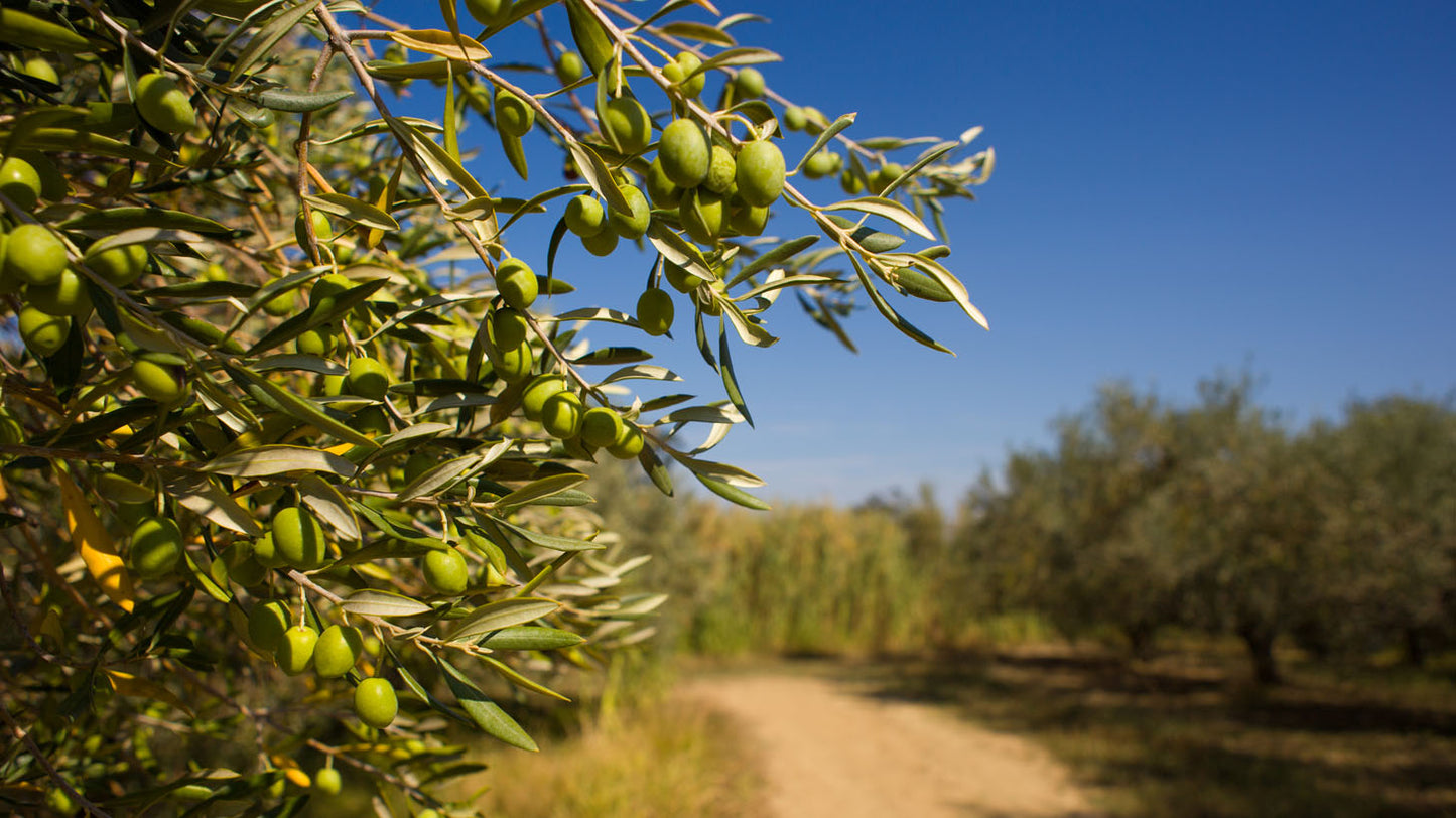 biancospinoagricola