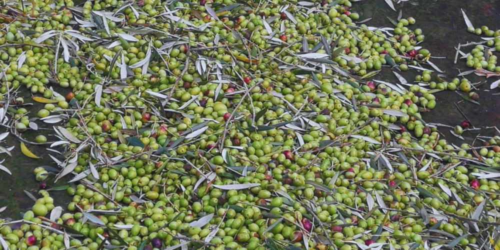 Dicembre è il mese dell’olio da Ulivi Centenari e dei cestini da degustazione!