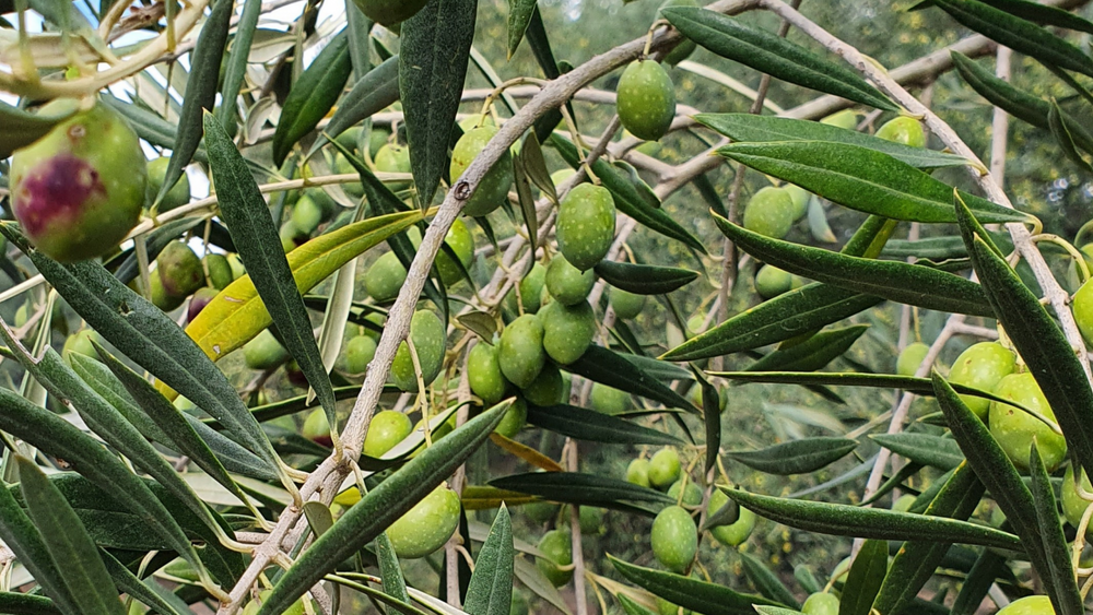 È arrivato il momento dell’olio, del formaggio… e delle confezioni regalo!