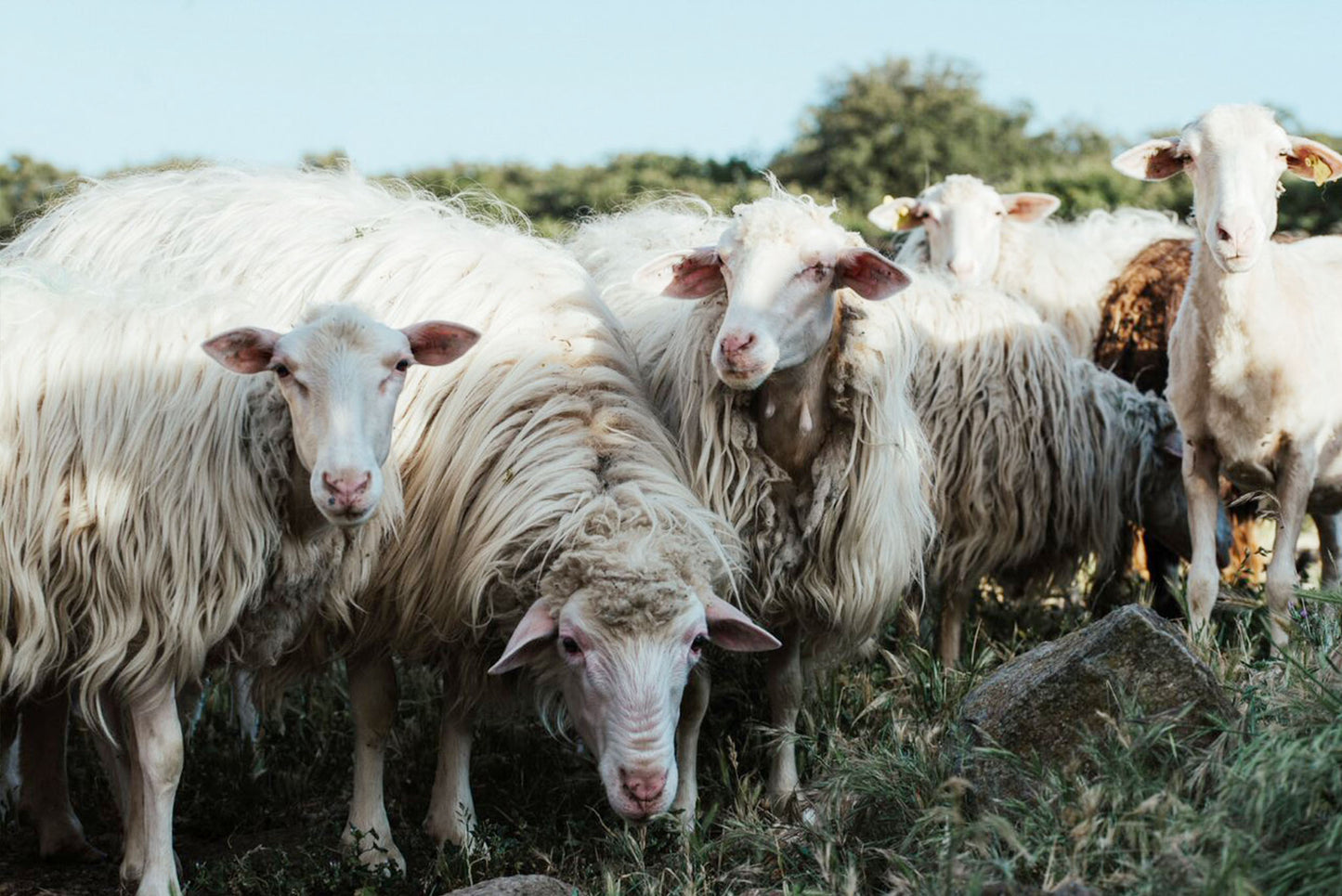 Biancospino Agricola - Sostenibilità